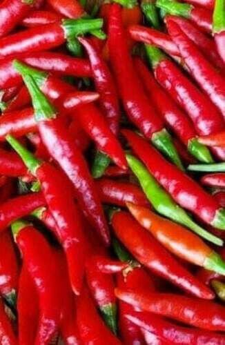 Fresh 25 Thai Chili Hot Pepper Seeds Birds Eye Garden