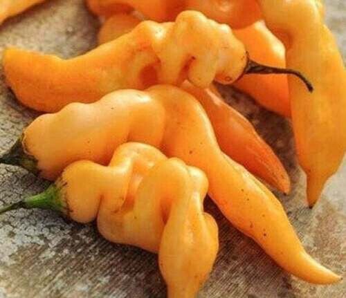 Fresh 25 Seeds Sugar Rh Peach Pepper Easy To Grow Vegetable Garden