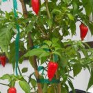 Fresh 25 Ghost Pepper Seeds - Red Bhut Jolokia Garden