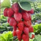 Fresh 200 Seeds Red Strawberry Giant Fruit Organic Ever Bearing Seeds Largest Food Garden