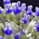 Fresh 25 Seeds Rabbit Ears Dark Purple Succulent Cact Plant Garden