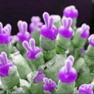 Fresh 25 Seeds Rabbit Ears Purple Lavender Succulent Cact Plant Garden