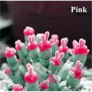 Fresh 25 Seeds Rabbit Ears Pink Succulent Cact Plant Garden