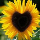 Fresh 50 Seeds Heart Shaped Sunflowers Huge Sunflower Large Flowers Garden