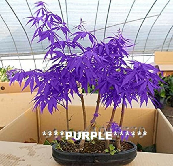 Fresh 10 Seeds Purple Japanese Maple Tree Seeds Are Hulled For Faster Growth Garden