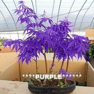 Fresh 10 Seeds Purple Japanese Maple Tree Seeds Are Hulled For Faster Growth Garden