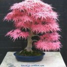 Fresh 10 Seeds Pink Japanese Maple Tree Seeds R Hulled For Faster Growth Garden