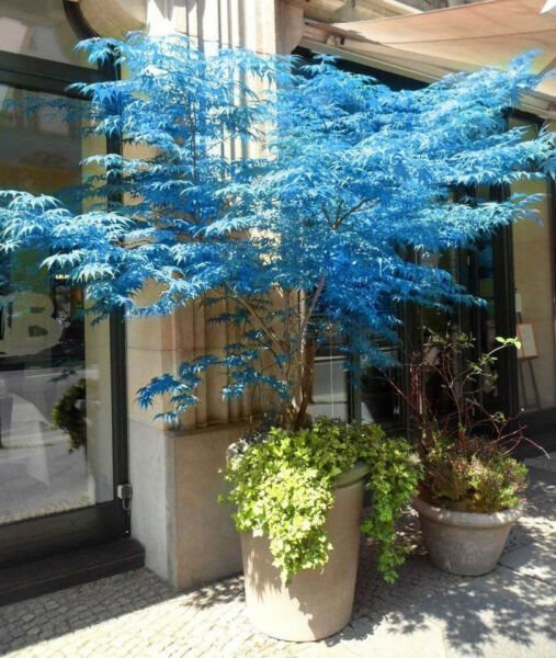 Fresh 10 Seeds Blue Japanese Maple Tree Seeds Are Hulled For Faster Growth Garden