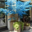Fresh 10 Seeds Blue Japanese Maple Tree Seeds Are Hulled For Faster Growth Garden