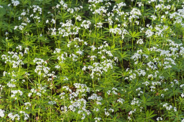 Fresh 200 Seeds White Galium Ground Cover Flowers Sweet Woodruff Odoratum Garden