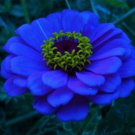 Fresh 50 Seeds Zinnia Flowers Dark Blue Color Plants Garden