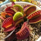 Fresh 25 Seeds Ven Flytrap Seeds Hoe Plants Garden