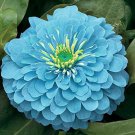 Fresh 50 Seeds Zinnia Flowers Light Blue Color Plants Garden