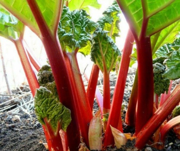 Fresh 25 Seeds Rhubarb Ruby Red Heirloom Edible Food Planting Easy To Grow Garden