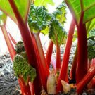 Fresh 25 Seeds Rhubarb Ruby Red Heirloom Edible Food Planting Easy To Grow Garden