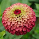 Fresh 50 Seeds Zinnia Red Lime Green Color Queen Plants Garden