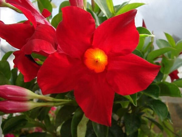 Fresh 50 Seeds Platycodon Ruby Red Balloon Flowers Perennial Flower Garden
