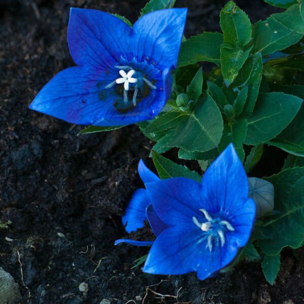 Fresh 50 Seeds Platycodon Deep Sea Blue Balloon Flowers Perennial Flower Garden