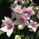 Fresh 50 Seeds Platycodon Light Pink Balloon Flowers Perennial Flower Garden