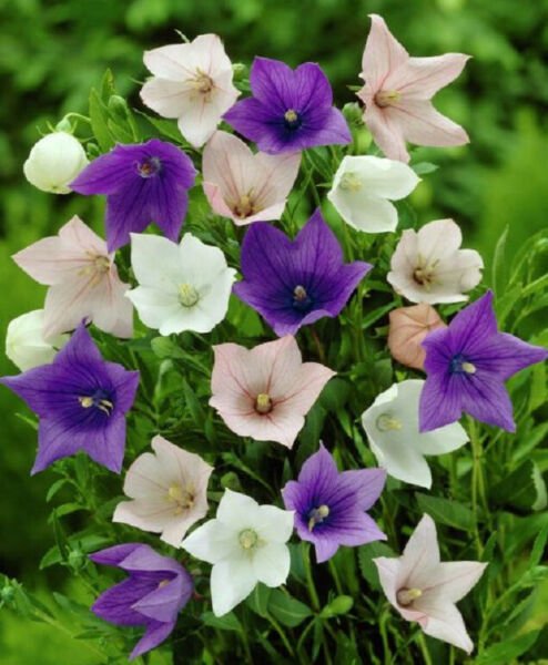 Fresh 50 Seeds Platycodon Purple Pink & White Balloon Flowers Perennial Garden