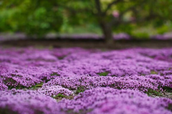 Fresh 200 Seeds Creeping Thyme Purple Lavender Ground Cover Thym Serpyllum Garden