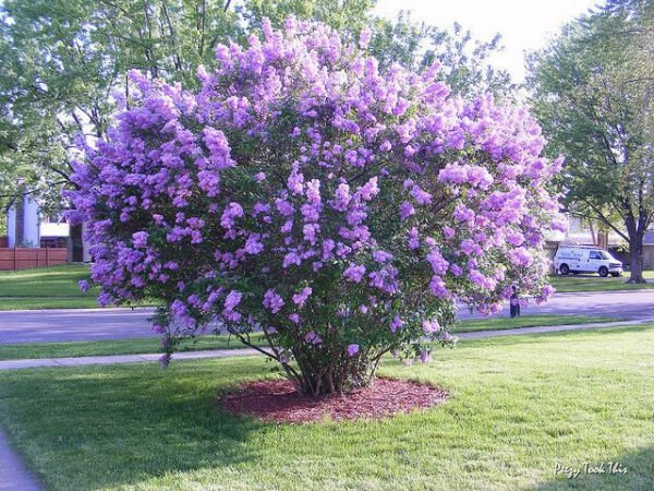 Fresh 10 Seeds Dark Purple Lilac Tree Perennial Flower Huge Blooms Garden