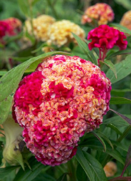 Fresh 50 Seeds Pink Yellow Cockscomb Celosia Argentea Cristata Beautiful Flower Plant Garden