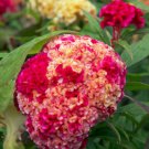 Fresh 50 Seeds Pink Yellow Cockscomb Celosia Argentea Cristata Beautiful Flower Plant Garden