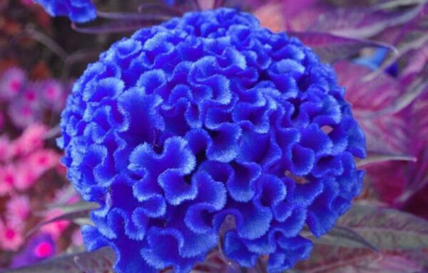 Fresh 50 Seeds Blue Cockscomb Celosia Argentea Cristata Beautiful Flower Plant Garden