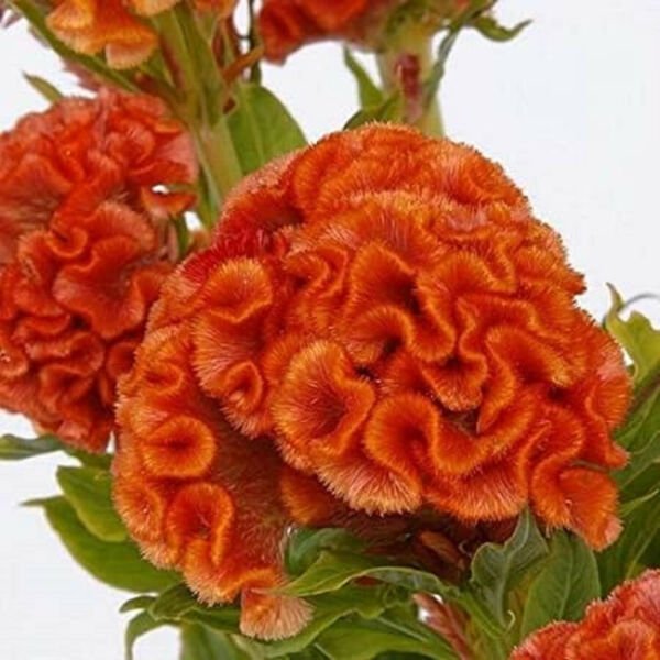 Fresh 50 Seeds Orange Cockscomb Celosia Argentea Cristata Beautiful Flower Plant Garden