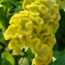 Fresh 50 Seeds Yellow Cockscomb Celosia Argentea Cristata Beautiful Flower Plant Garden