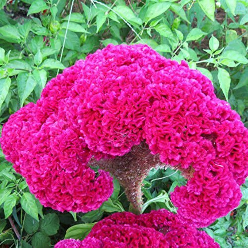 Fresh 50 Seeds Neon Pink Cockscomb Celosia Argentea Cristata Beautiful Flower Plant Garden