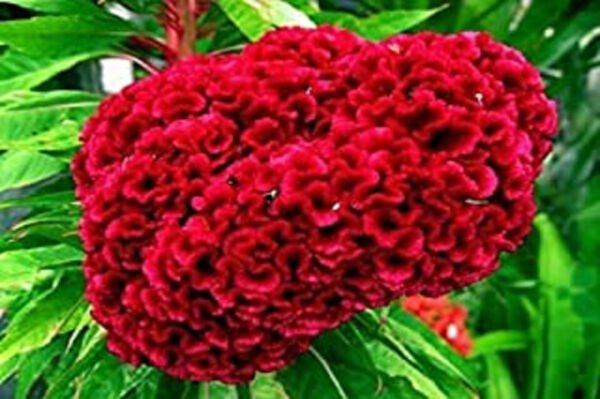 Fresh 50 Seeds Ruby Red Cockscomb Celosia Argentea Cristata Beautiful Flower Plant Garden