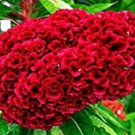 Fresh 50 Seeds Ruby Red Cockscomb Celosia Argentea Cristata Beautiful Flower Plant Garden