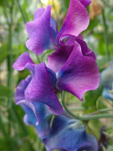Fresh 10 Seeds Purple Blue Sweet Pea Lathyr Belinensis Beautiful Flower Plant Garden