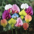 Fresh 10 Seeds Mixed Colored Sweet Pea Lathyr Belinensis Beautiful Flower Plant Garden