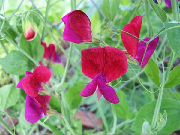 Fresh 10 Seeds Purple & Red Sweet Pea Lathyr Belinensis Beautiful Flower Plant Garden