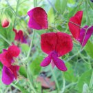 Fresh 10 Seeds Purple & Red Sweet Pea Lathyr Belinensis Beautiful Flower Plant Garden