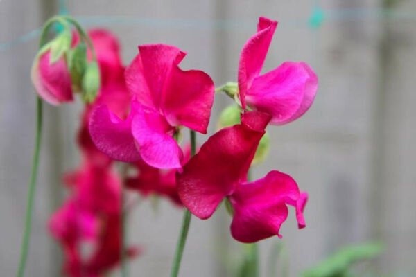 Fresh 10 Seeds Hot Neon Pink Sweet Pea Lathyr Belinensis Beautiful Flower Plant Garden