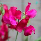 Fresh 10 Seeds Hot Neon Pink Sweet Pea Lathyr Belinensis Beautiful Flower Plant Garden