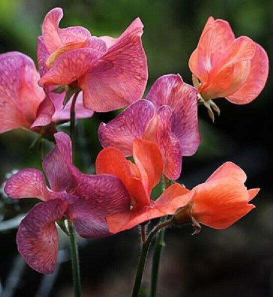 Fresh 10 Seeds Orange Red Sweet Pea Lathyr Belinensis Beautiful Flower Plant Garden