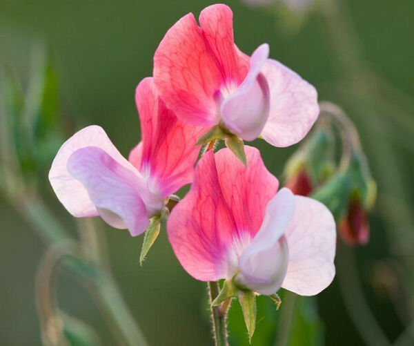 Fresh 10 Seeds Red & White Sweet Pea Beautiful Flower Plant Garden