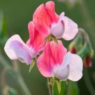 Fresh 10 Seeds Red & White Sweet Pea Beautiful Flower Plant Garden