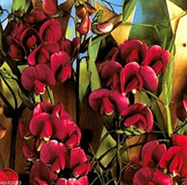 Fresh 10 Seeds Maroon Sweet Pea Beautiful Dark Red Flower Plant Garden
