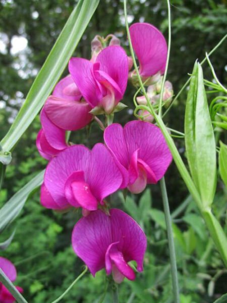 Fresh 10 Seeds Purple Sweet Pea Beautiful Bright Flower Plant Garden