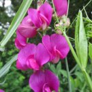Fresh 10 Seeds Purple Sweet Pea Beautiful Bright Flower Plant Garden