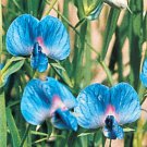 Fresh 10 Seeds Neon Blue Sweet Pea Beautiful Bright Flower Plant Garden