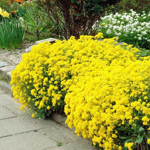 Fresh 200 Seeds Alyssum Sun Yellow Flower Ground Cover & Hanging Plant Garden