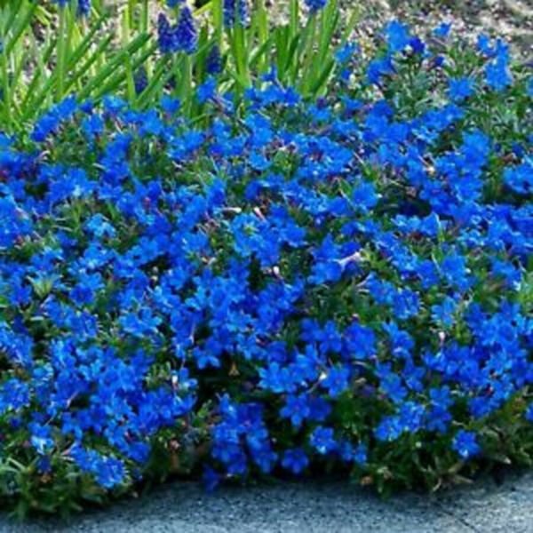 Fresh 200 Seeds Alyssum Bright Blue Flower Ground Cover & Hanging Plant Garden
