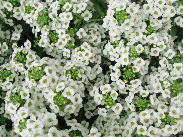 Fresh 200 Seeds Alyssum White Flower Ground Cover & Hanging Plant Garden